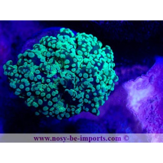 Euphyllia divisa WYSIWYG 16102021-1