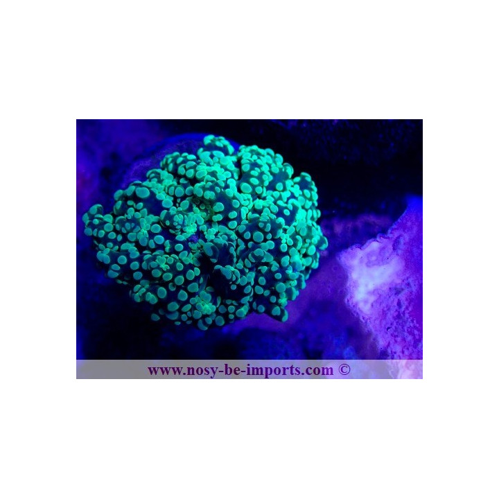 Euphyllia divisa WYSIWYG 16102021-1