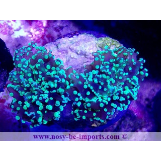 Euphyllia paradivisa WYSIWYG 16102021-2