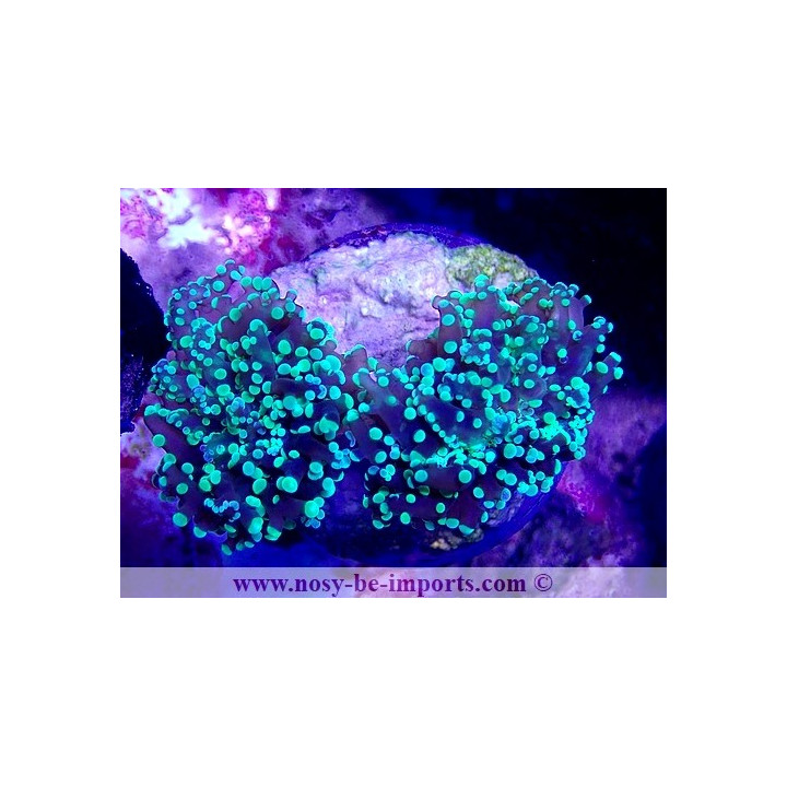Euphyllia paradivisa WYSIWYG 16102021-2