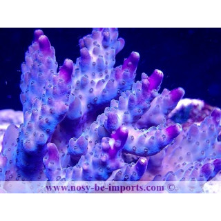 Acropora sp. WYSIWYG 16102021-4