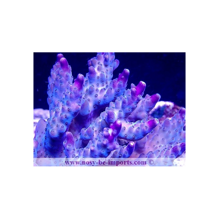 Acropora sp. WYSIWYG 16102021-4