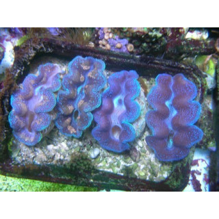 Tridacna crocea - tridacna crocea ultra coloré