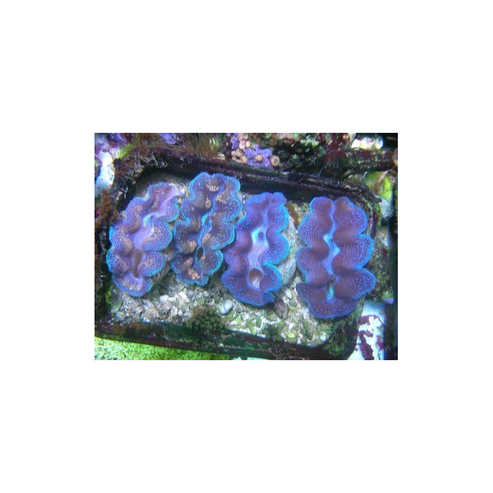 Tridacna crocea - tridacna crocea ultra coloré