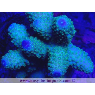 Acropora humilis WYSIWYG 16102021-5