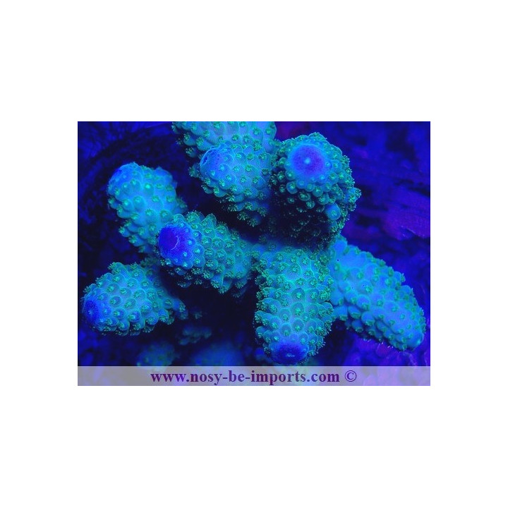 Acropora humilis WYSIWYG 16102021-5