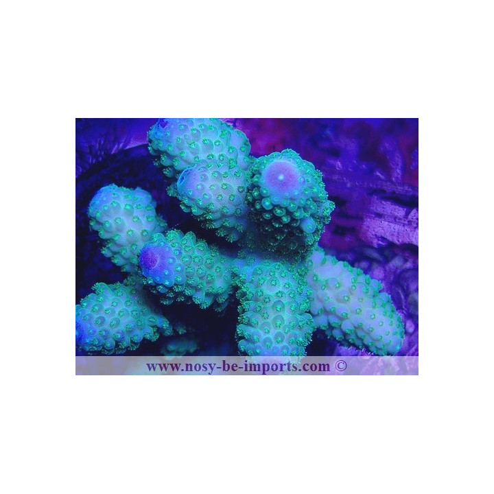 Acropora humilis WYSIWYG 16102021-5