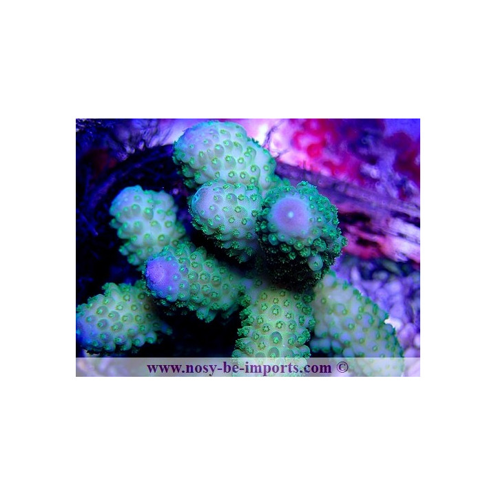 Acropora humilis WYSIWYG 16102021-5