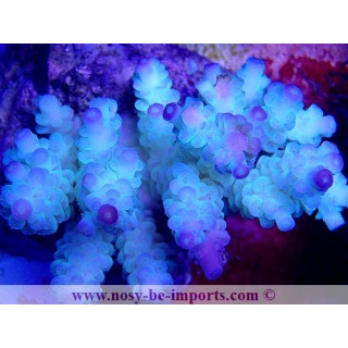 Acropora tenuis WYSIWYG 16102021-6