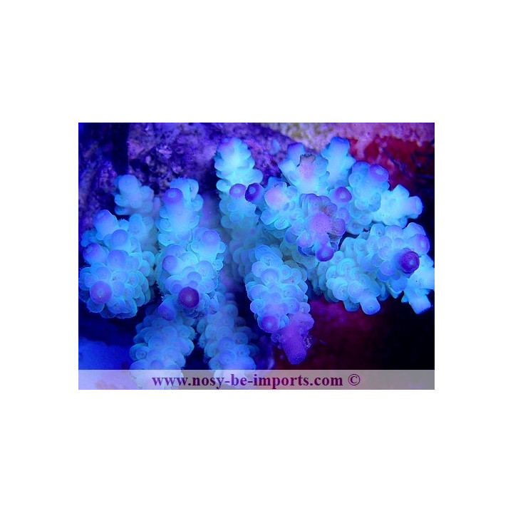Acropora tenuis WYSIWYG 16102021-6