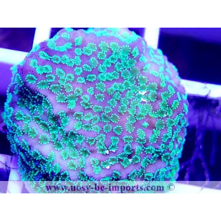 Montipora sp. WYSIWYG 16102021-7