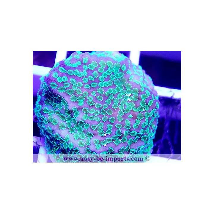 Montipora sp. WYSIWYG 16102021-7