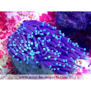 Euphyllia glabrescens WYSIWYG 16102021-10