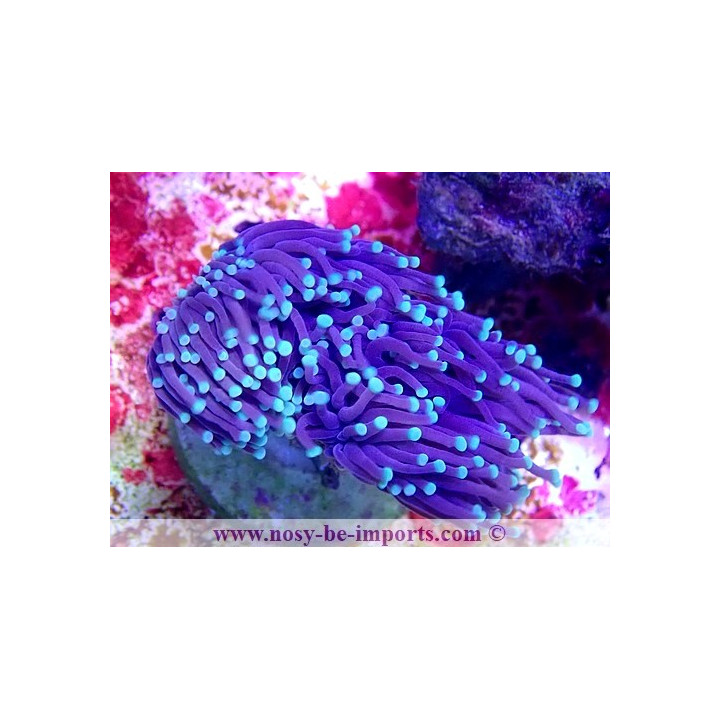 Euphyllia glabrescens WYSIWYG 16102021-10
