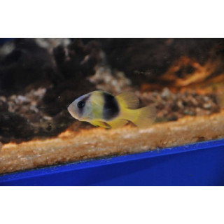 Diploprion bifasciatum