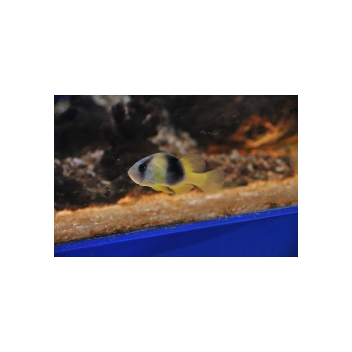 Diploprion bifasciatum