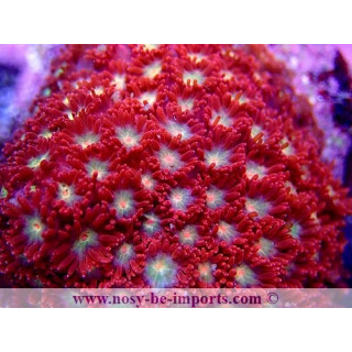 Gonipora sp. WYSIWYG 16102021-12