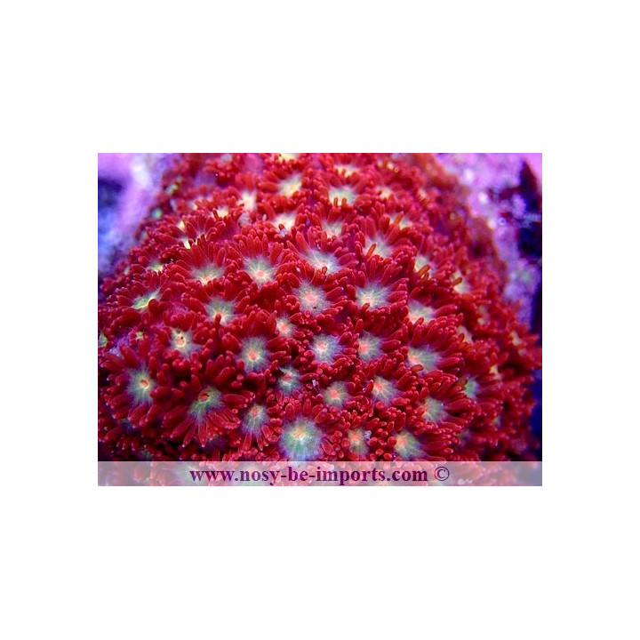 Gonipora sp. WYSIWYG 16102021-12