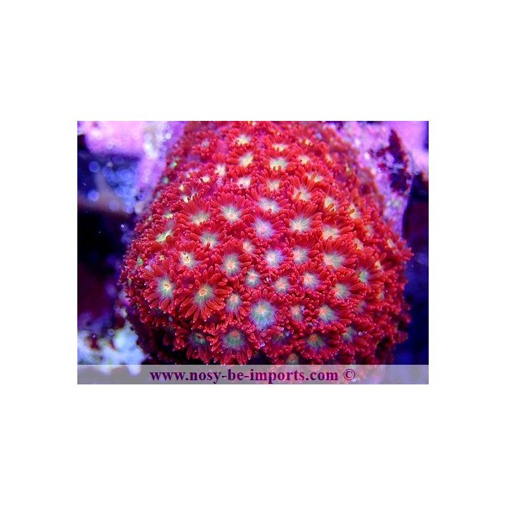 Gonipora sp. WYSIWYG 16102021-12