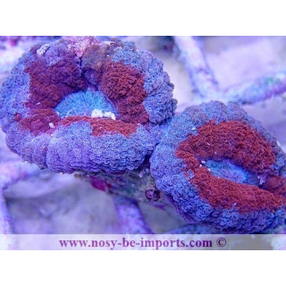 Lobophyllia sp. WYSIWYG 16102021-13