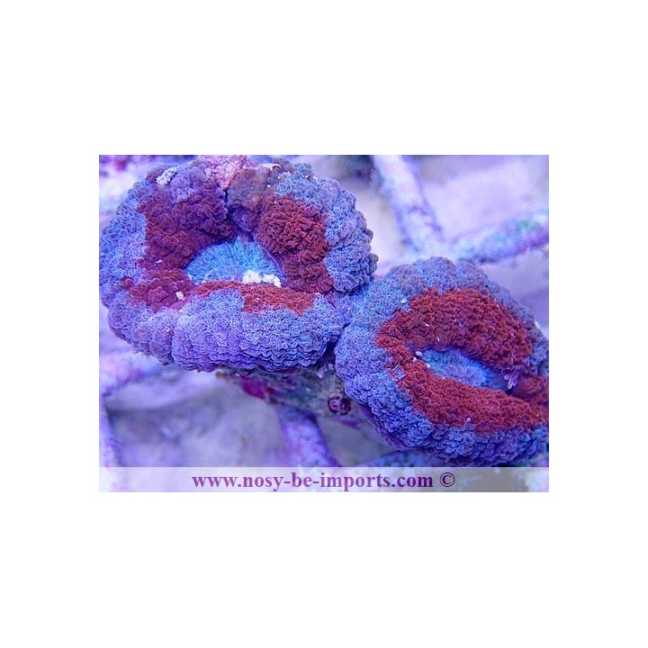 Lobophyllia sp. WYSIWYG 16102021-13