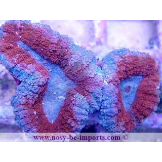 Lobophyllia sp. WYSIWYG 16102021-14