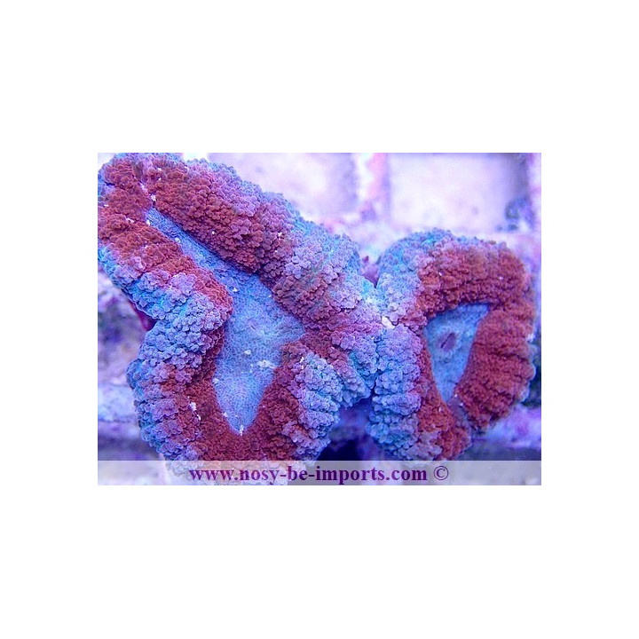 Lobophyllia sp. WYSIWYG 16102021-14