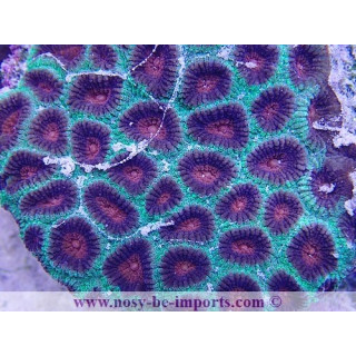 Favites sp. WYSIWYG 16102021-15
