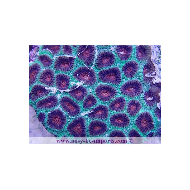 Favites sp. WYSIWYG 16102021-15