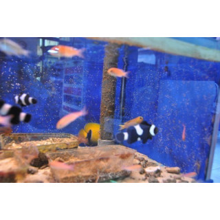 Pseudanthias cooperi