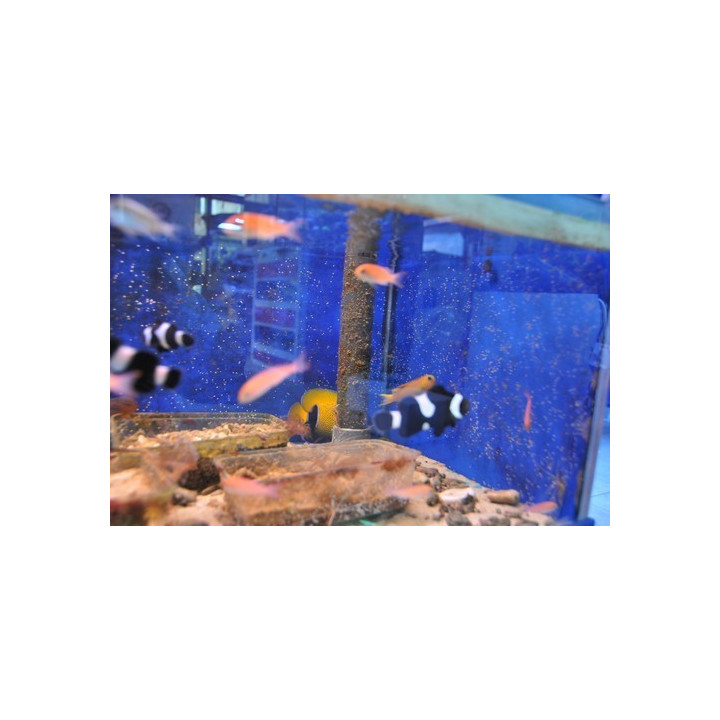 Pseudanthias cooperi