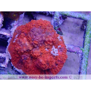 Echinophyllia sp. WYSIWYG 16102021-17
