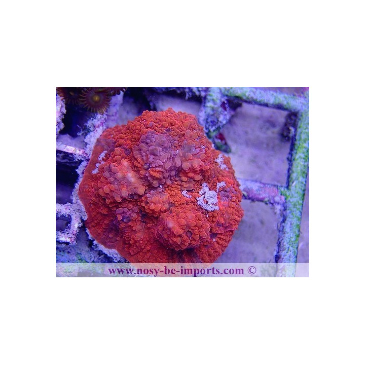 Echinophyllia sp. WYSIWYG 16102021-17