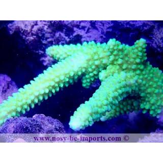 Acropora hoeksemai WYSIWYG 16102021-18