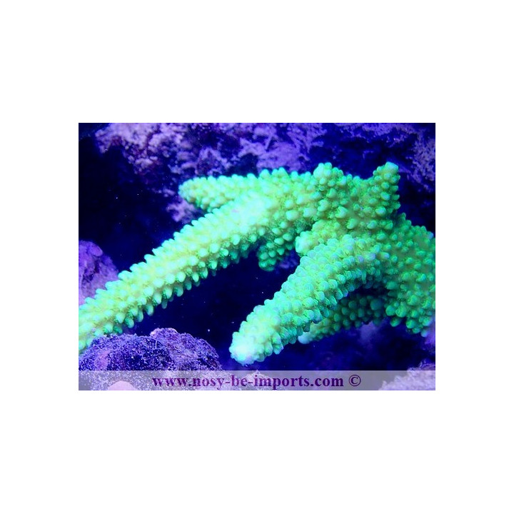 Acropora hoeksemai WYSIWYG 16102021-18