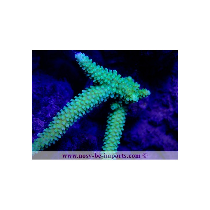 Acropora hoeksemai WYSIWYG 16102021-18