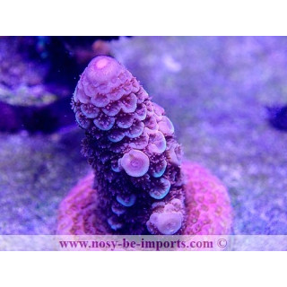 Acropora spathulata WYSIWYG 16102021-19