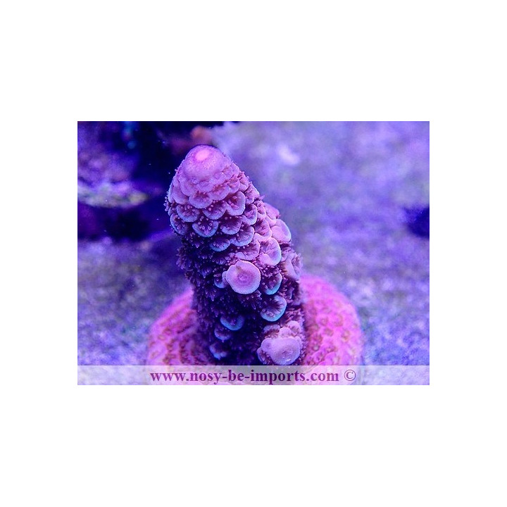 Acropora spathulata WYSIWYG 16102021-19