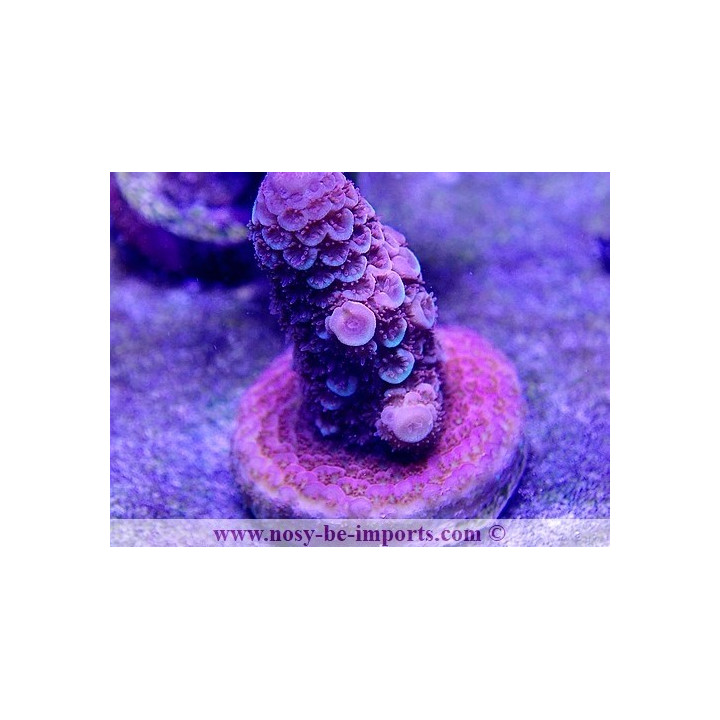 Acropora spathulata WYSIWYG 16102021-19