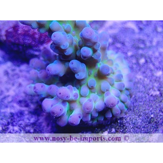 Acropora sp. USA WYSIWYG 16102021-20
