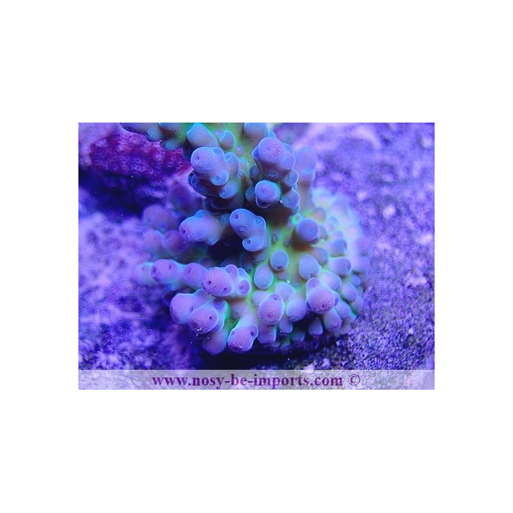 Acropora sp. USA WYSIWYG 16102021-20