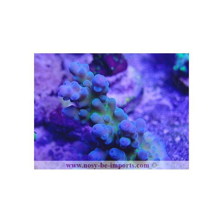 Acropora sp. USA WYSIWYG 16102021-20