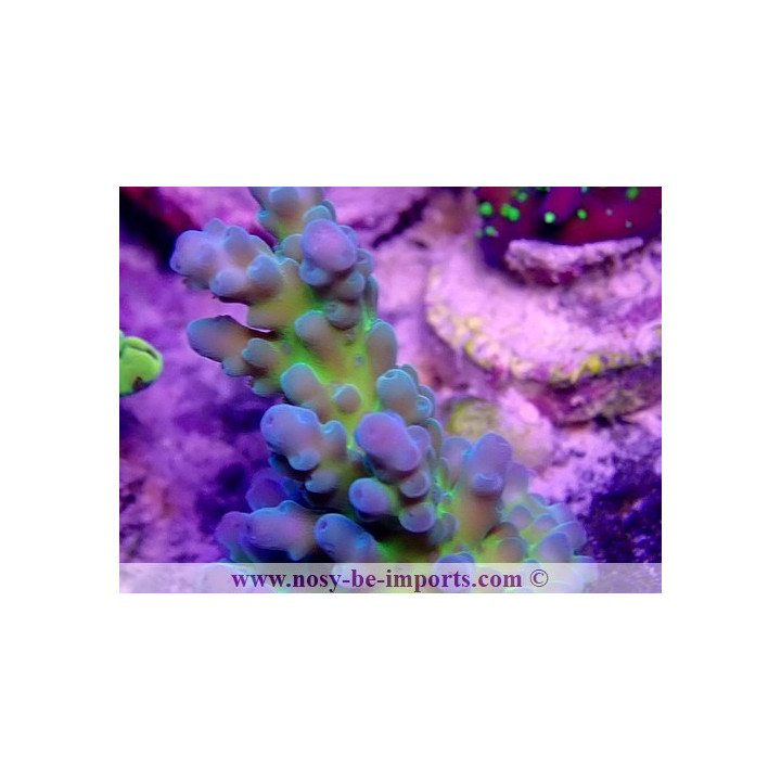 Acropora sp. USA WYSIWYG 16102021-20