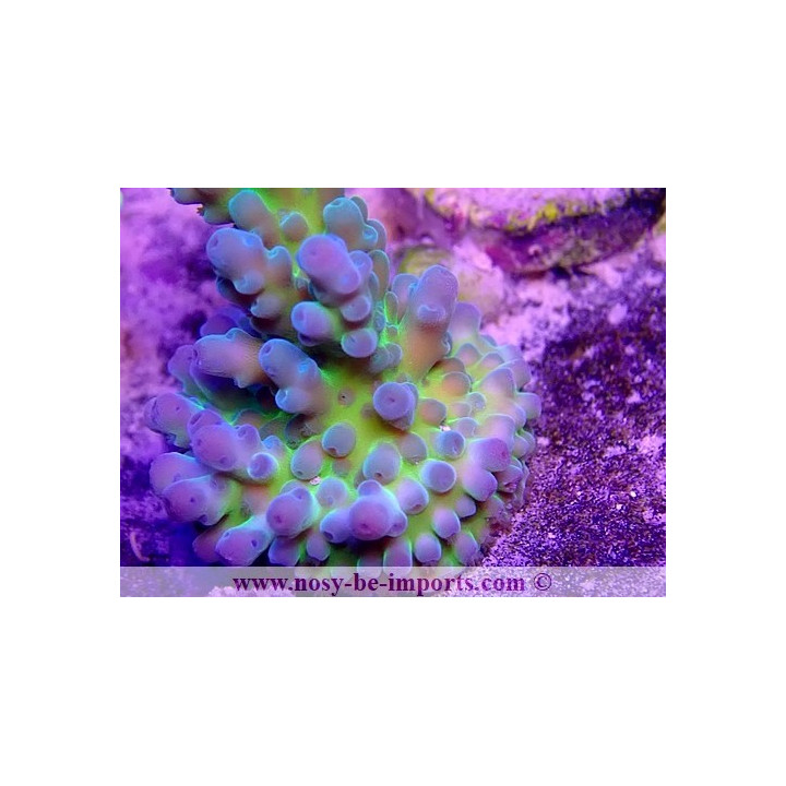 Acropora sp. USA WYSIWYG 16102021-20
