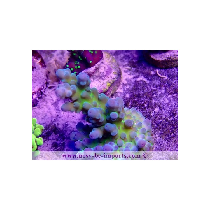 Acropora sp. USA WYSIWYG 16102021-20