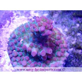 Acropora sp. USA WYSIWYG 16102021-21