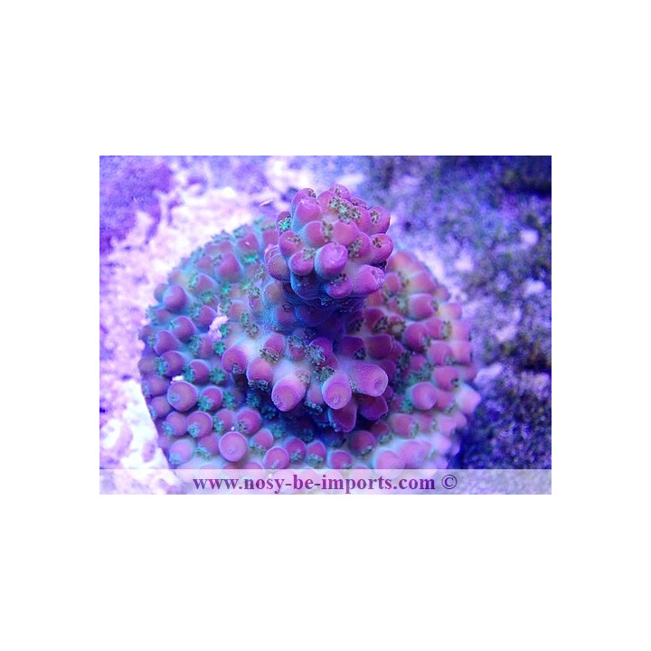 Acropora sp. USA WYSIWYG 16102021-21