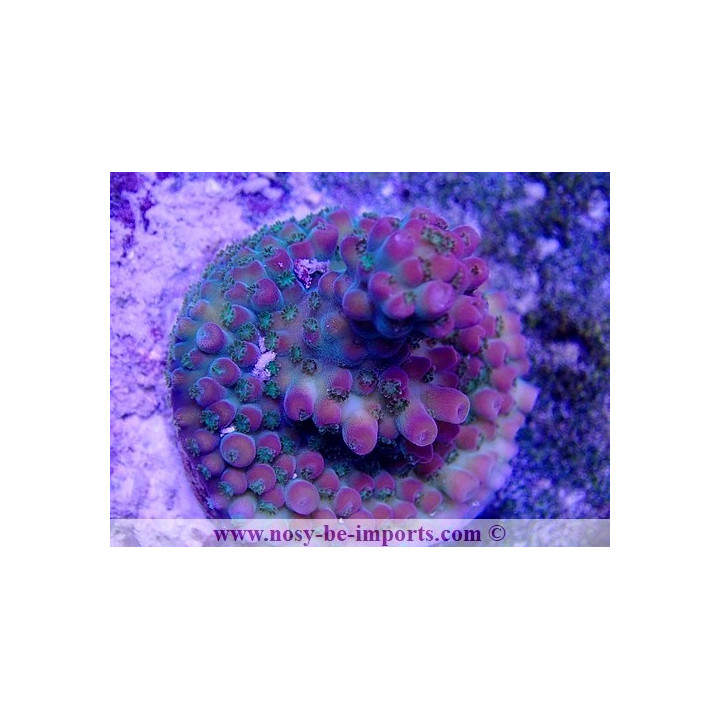 Acropora sp. USA WYSIWYG 16102021-21