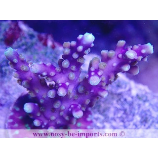 Acropora sp. USA WYSIWYG 16102021-22