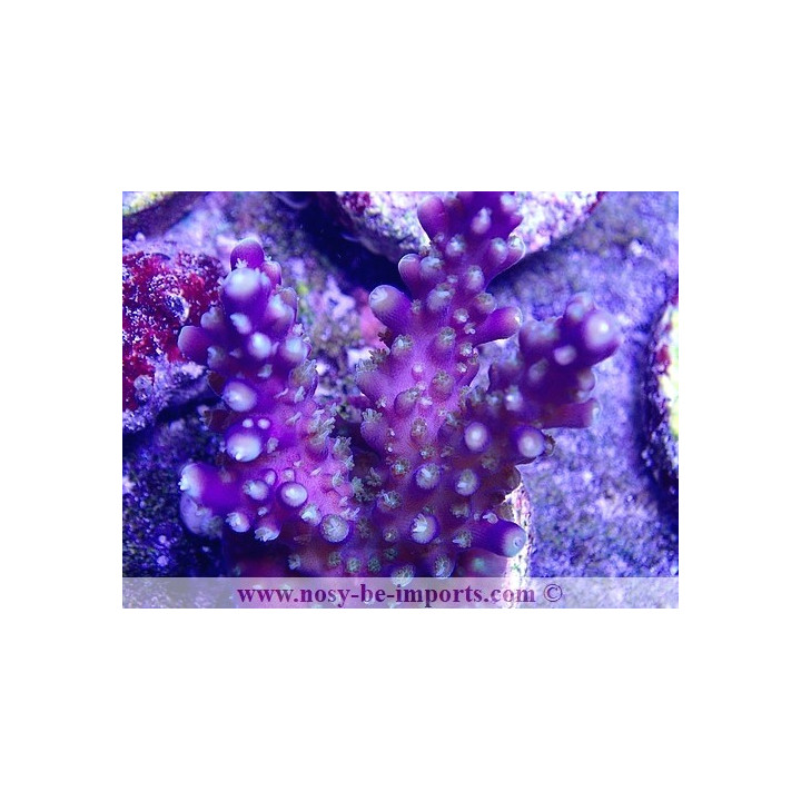 Acropora sp. USA WYSIWYG 16102021-22